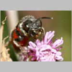 Sphecodes albilabris - Blutbiene 12b 13mm.jpg